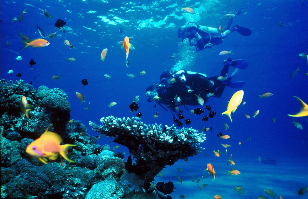 diving diving