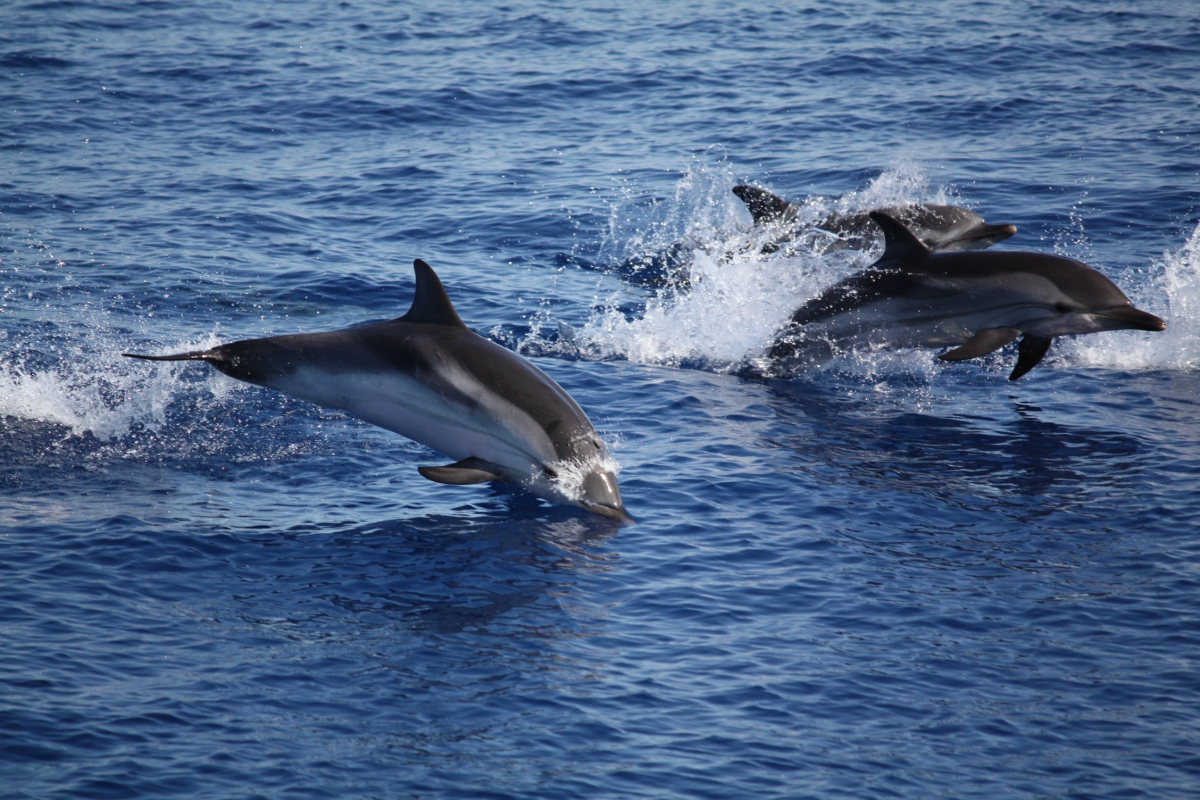 Delfini_tra_panarea_e_stromboli_2